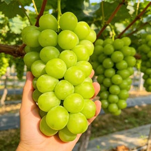 May include: A large, dense cluster of round, vibrant light green grapes held in a palm. The grapes are smooth, firm, and translucent, showing a bright, fresh appearance. Each individual grape is plump and tightly packed within the bunch.