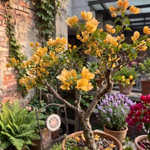 Bougainvillea Yellow - Etsy