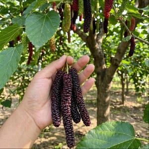 May include: A hand holding a cluster of ripe, dark purple mulberries, showcasing their elongated shape and textured surface. The background features a mulberry tree with green leaves and other mulberries in various stages of ripeness, from green to red.