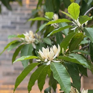May include: Close-up of a flowering tree branch with white blossoms and green leaves. The flowers have multiple petals and are in full bloom. The leaves are a vibrant green color, and the background is blurred.