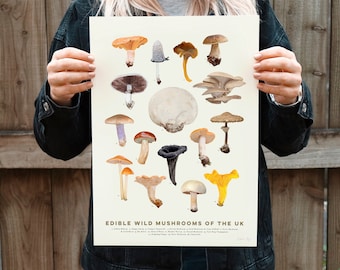 Setas comestibles del Reino Unido - Lámina ilustrada, Guía de setas