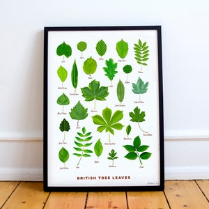 Puede incluir: Un póster enmarcado que muestra varias hojas verdes, cada una identificada con el nombre del árbol. El póster, titulado "British Tree Leaves", se presenta sobre un fondo blanco, mostrando las diversas formas de las hojas.