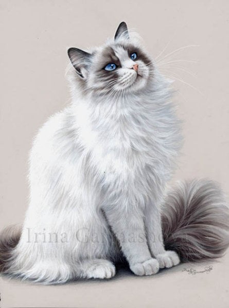 Ragdoll Cat Blue Eyes Print by I Garmashova 