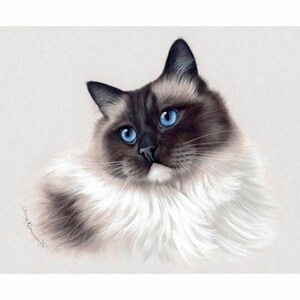 Ragdoll kat Print Seal Point door Irina Garmashova