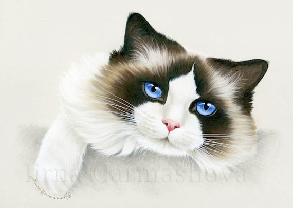 Ragdoll Cat Time Of Butterflies Print by I Garmashova