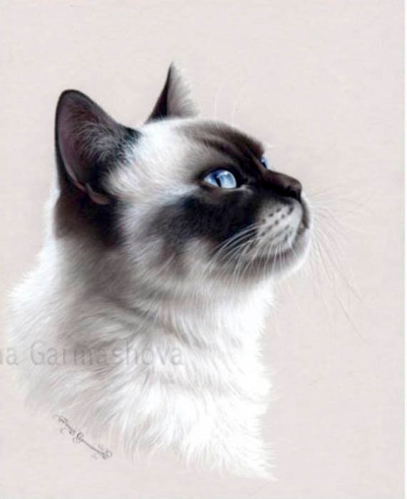 Ragdoll Cat Time Of Butterflies Print by I Garmashova