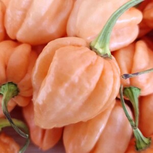 May include: A cluster of fresh, light orange habanero peppers with a wrinkled, lantern-like texture. Each pepper features a distinctively bulbous, segmented shape and a small, sturdy green stem attached to the top, showcasing a vibrant colour.