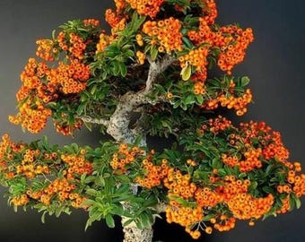 Semillas de Pyracantha coccinea (espino de fuego escarlata), planta ornamental de bayas para setos (50 semillas)