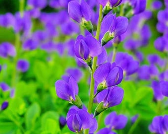 Baptisia Australis (Indigo falso azul) - Flor perenne resistente - Zonas 3-10 - Cultivo en jardín - 50 semillas
