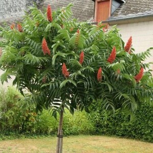 Pode incluir: Um sumagre com folhas pinadas de um verde vibrante e múltiplos cachos cónicos verticais de frutos vermelhos escuros e aveludados. A árvore tem um tronco fino castanho-claro apoiado por uma estaca em frente a um edifício.