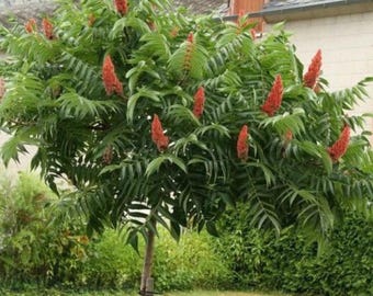 Semillas de zumaque alado (Rhus glabra), árbol y arbusto, para jardín de polinizadores (más de 30 semillas)