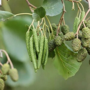 May include: A cluster of light green, elongated, cylindrical catkins hanging from a branch alongside small, textured, cone-like fruit structures. The botanical elements are displayed with visible detail on the stems and green leaves in the background.