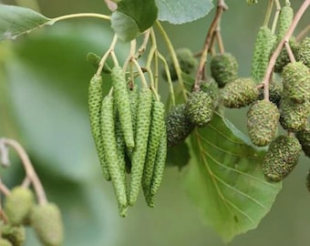 Aliso negro (Alnus glutinosa) Aliso europeo - Árbol de humedal en crecimiento 50 semillas