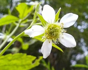 Geum canadense (Avens blanco), flor perenne para polinizadores, 500 semillas.