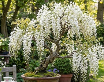 Planta joven de glicinia blanca de más de 10 cm (4 pulgadas), enredadera pequeña, lista para bonsái.