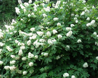Hortensia de hoja de roble (Hydrangea quercifolia) Arbusto ornamental de floración para jardín (más de 500 semillas)