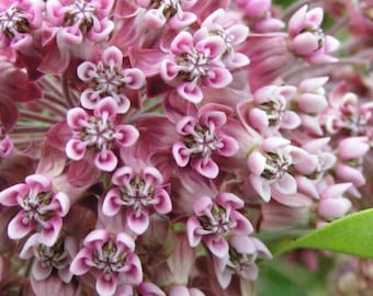 Algodoncillo común (Asclepias Syriaca), flor nativa de la mariposa monarca, más de 100 semillas.