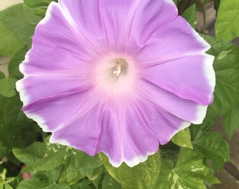 Pastel de melocotón, campanilla japonesa, Ipomoea Nil, enredadera de jardín, 10 semillas
