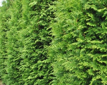 Árbol de tuya (Thuja occidentalis), cedro blanco, tuya, seto perenne, más de 50 semillas.