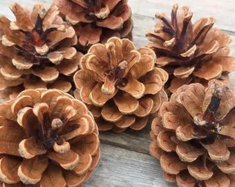 30 piñas naturales surtidas: artículos para manualidades rústicas y decoración del hogar.