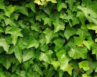 Hiedra inglesa (Hedera helix), planta trepadora perenne para jardín, 20 semillas.