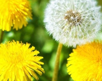 Diente de león común (Taraxacum officinale) - Jardín - Más de 500 semillas
