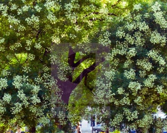 Árbol pagoda japonés Sophora japonica Árbol ornamental de sombra para bonsái 25 semillas