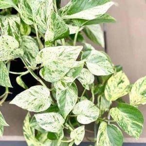 Esquejes de Philodendron Brasil, Philodendron Heartleaf y Pothos Marble Queen – Plantas de interior vivas