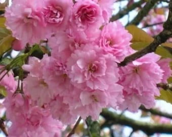 Cerezo japonés (Prunus serrulata) para bonsái y propagación por enraizamiento. 10 esquejes sin enraizar.