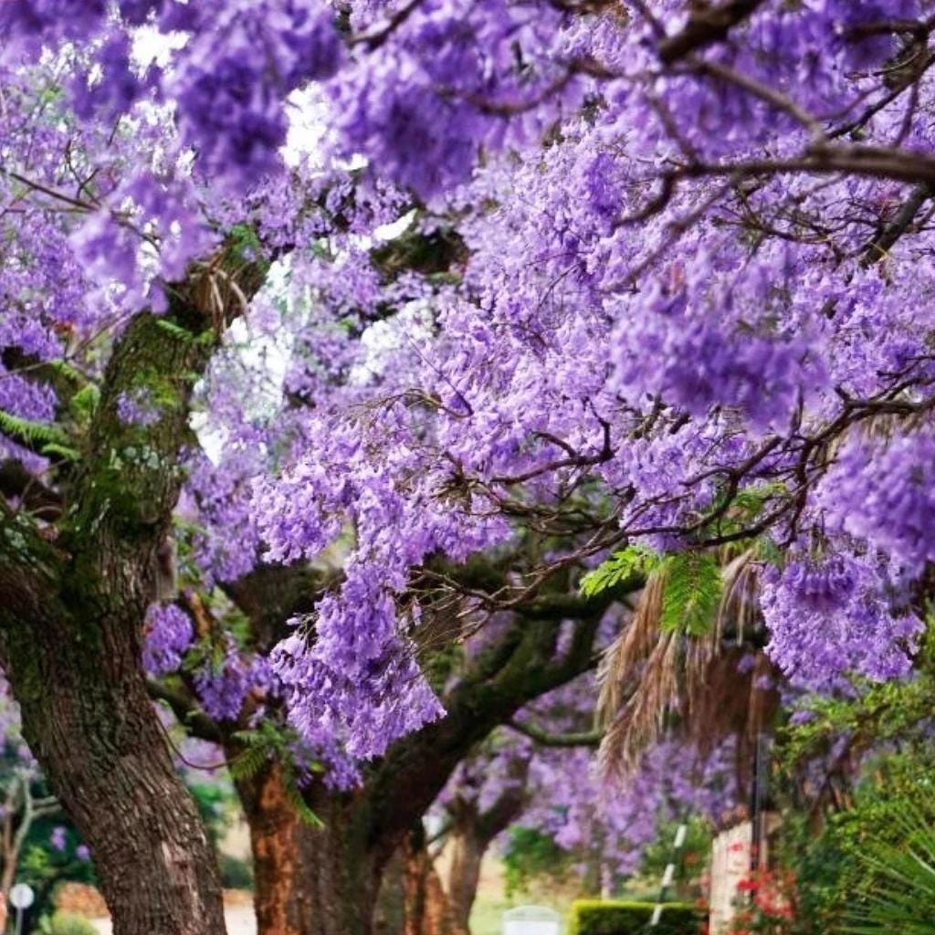 Primcess Tree Empress Tree Paulownia Tomentosa Princess Tree Growing Ornamental 100 ...