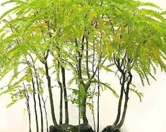 Árbol de acacia de tres espinas sin espinas (Gleditsia triacanthos inermis) Bonsái o árbol de sombra para exteriores 20 semillas