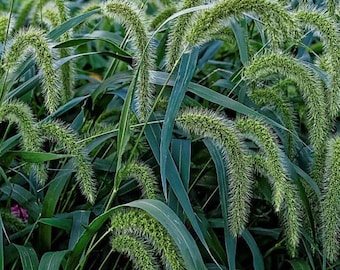 Setaria faberi (Hierba de cerdas colgantes), hierba ornamental para plantar en el jardín, más de 500 semillas.