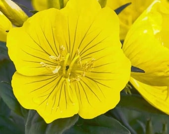 Onagra, planta perenne de jardín que atrae a los polinizadores, 500 semillas.