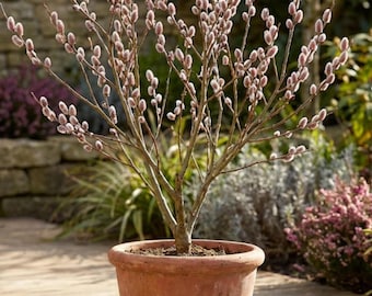 Plántula viva de sauce rosa francés – Arbusto ornamental de sauce para jardín y paisajismo