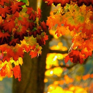 Puede incluir: Un árbol con follaje otoñal vibrante que presenta un denso racimo de hojas de arce en tonos rojo intenso, naranja brillante y amarillo dorado. Las hojas están dispuestas en ramas, mostrando un degradado natural de colores.