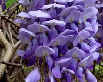 Esquejes de glicina púrpura para enraizar, injertar y planta trepadora de jardín (10 unidades sin enraizar)