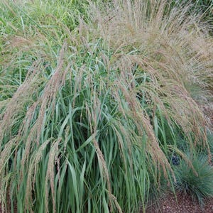 Panicum Amarum Bitter Panic Grass Coastal Dune Ornamental Perennial Grass 500 Seeds for Garden