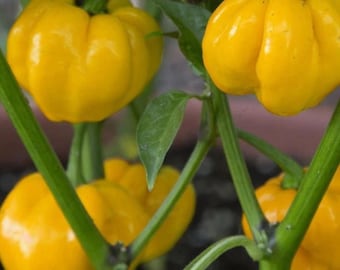 Pimiento Scotch Bonnet amarillo jamaicano, fresco, sin tratar, variedad tradicional, 10 semillas.
