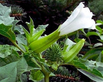 Semillas de Datura Stramonium, estramonio, manzana espinosa, flor ornamental de jardín, 50 semillas