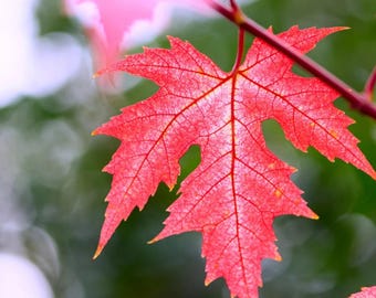 Semillas de arce plateado (Acer saccharinum) para bonsái y jardín (10 semillas)