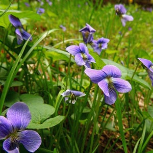 May include: A cluster of small purple violets with five petals each, featuring white and yellow centers with dark purple veins. The flowers grow on thin green stems amidst vibrant green grass and broad, rounded green leaves in a meadow.