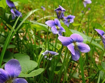 10 plantas de violetas (Viola odorata) de raíz desnuda, planta perenne comestible para cubrir el suelo y para jardines de sombra.