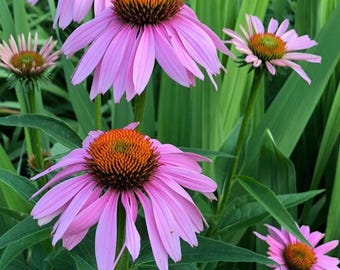 Semillas de equinácea púrpura (Echinacea purpurea), flor perenne, para jardín de polinizadores (200 semillas).