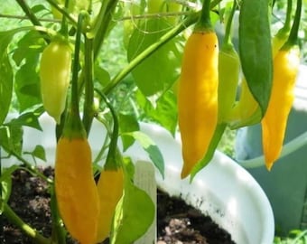 Pimiento picante Aji Lemon Drop, variedad antigua de pimiento picante para jardín, 10 semillas
