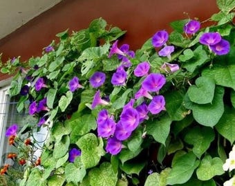 Semillas de gloria de la mañana Grand Pa Ott Ipomoea purpurea (enredadera de flores) 100+ semillas