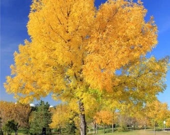 Fresno verde (Fraxinus pennsylvanica), árbol ornamental de sombra, 15 semillas.