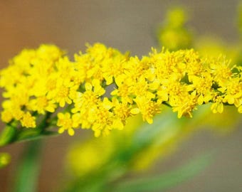 Semillas de vara de oro costera (Solidago sempervirens) Semillas de flores perennes costeras