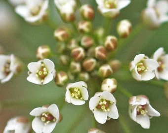 Bolsa de pastor (Capsella Bursa-Pastoris): Jardín de hierbas comestibles, más de 300 semillas.