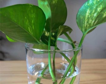 10 esquejes frescos de Pothos sin raíces para propagación fácil y rápida. Kit de inicio para plantas de interior.