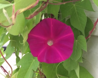 Semillas de Ipomoea (flor trepadora de color rosa oscuro) para jardín (20 semillas)